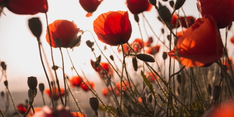 ANZAC Day 2021 The Public Holiday All Aussies Want. Photographed by Milos Tonchevski. Image via Unsplash.
