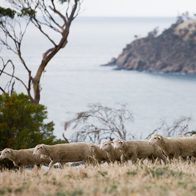 Butcher's Block Presented by Australian Good Meat: Lamb