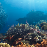 Hope Reef underwater. Dine. Image supplied.