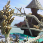 Indonesian Community. Dine, Hope Reef. Image supplied.