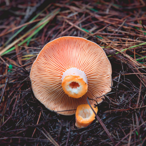 <strong>Diego Bonetto’s Mushroom Foraging</strong>