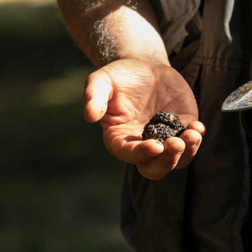 <strong>The Truffle Farm</strong>