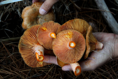 Orange Pine Mushrooms. Photographed by Laverne Nash. Image via Shutterstock.
