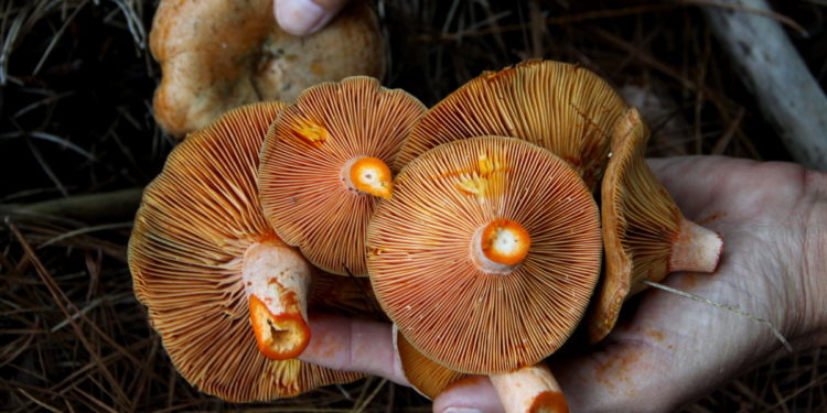 Orange Pine Mushrooms. Photographed by Laverne Nash. Image via Shutterstock.