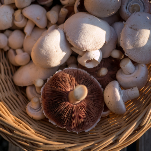 <strong>Mushroom Tours by Cameron Russell</strong>