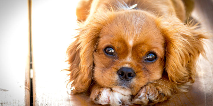 Cute little puppy. Photographed by John Barreca. Image via Shutterstock