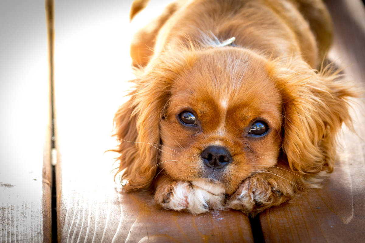 Cute little puppy. Photographed by John Barreca. Image via Shutterstock