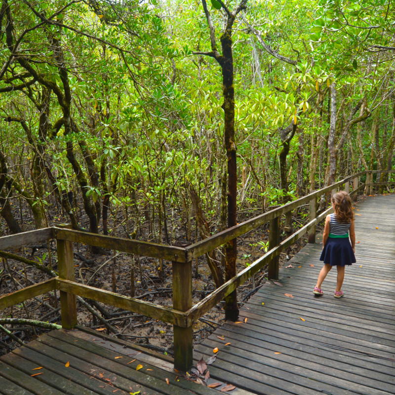Walkabout Cultural Adventures, Daintree Rainforest