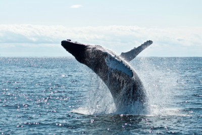 Top 10 Spots for Whale Watching in Australia in 2021. Photographed by Todd Cravens. Image Supplied via Unsplash.