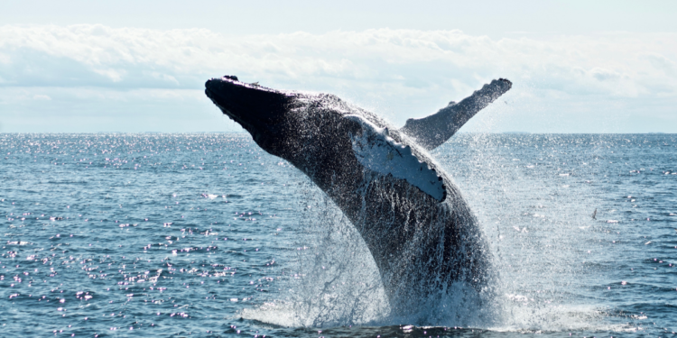 Top 10 Spots for Whale Watching in Australia in 2021. Photographed by Todd Cravens. Image Supplied via Unsplash.