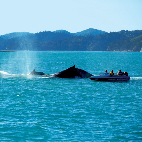 <strong>Whitsunday Islands</strong>