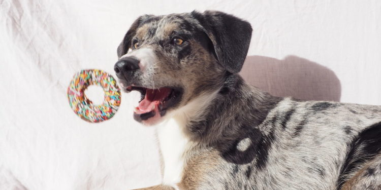 Say Woof – Krispy Kreme Releases Limited-Edition Dog Doughnuts. Image supplied.