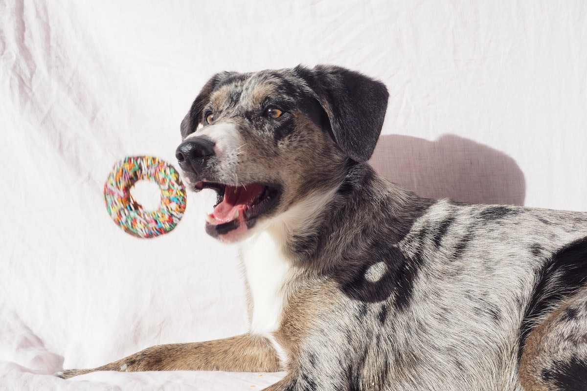 Say Woof – Krispy Kreme Releases Limited-Edition Dog Doughnuts. Image supplied.