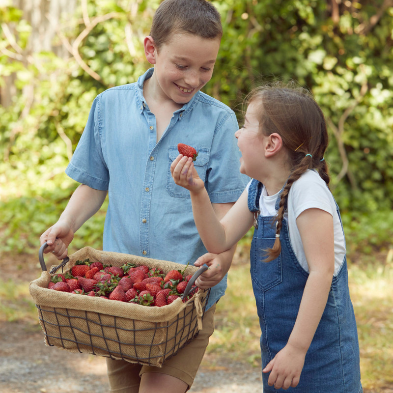 Pick Strawberries at <strong>Beerenberg Farm</strong>