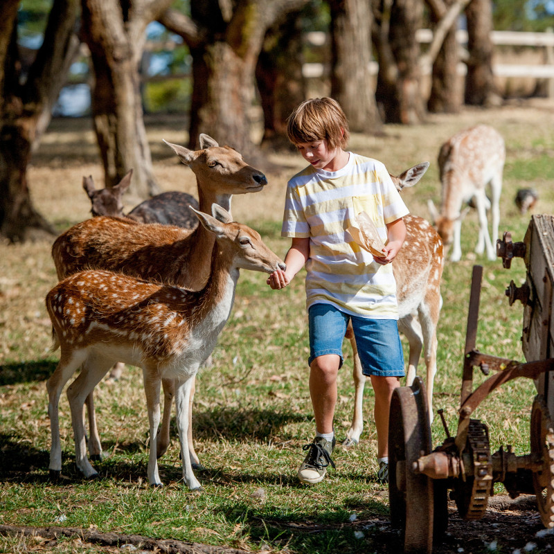 Embrace your Inner Child at <strong>Hahndorf Farm Barn</strong>