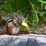 Squirrel eating big food. Photographed by Ralph Katieb. Image via Unsplash