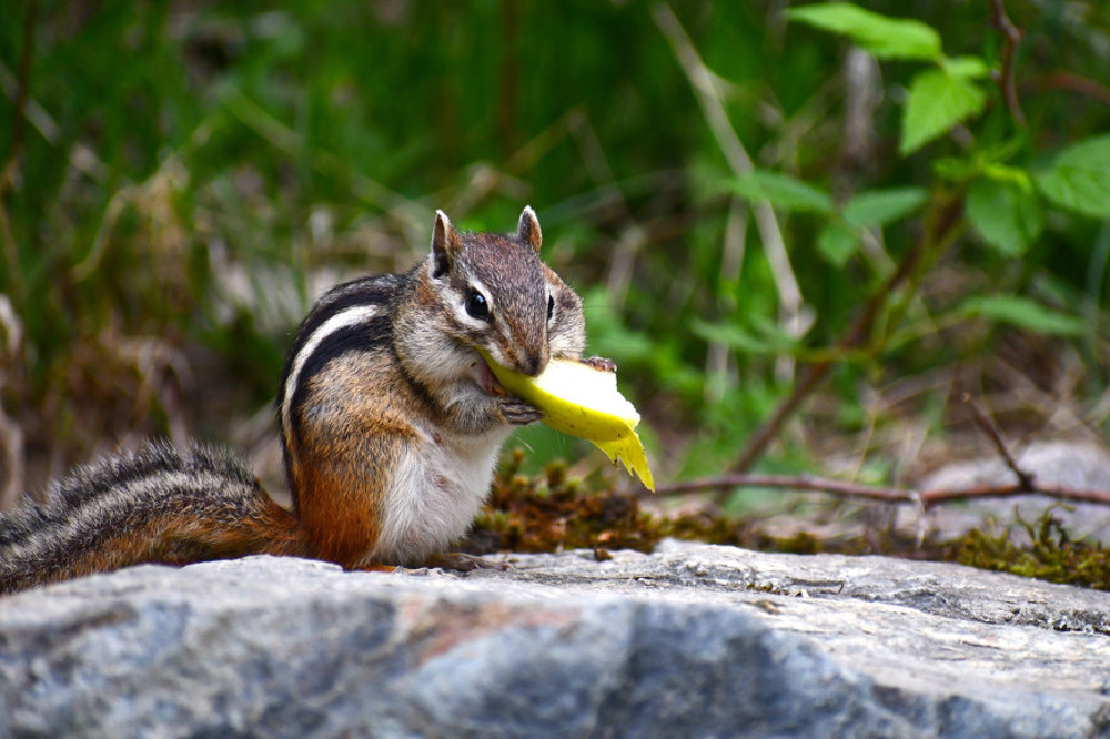 Squirrel eating big food. Photographed by Ralph Katieb. Image via Unsplash