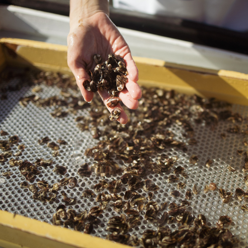 <strong>Sydney Oyster Farm Tours</strong>