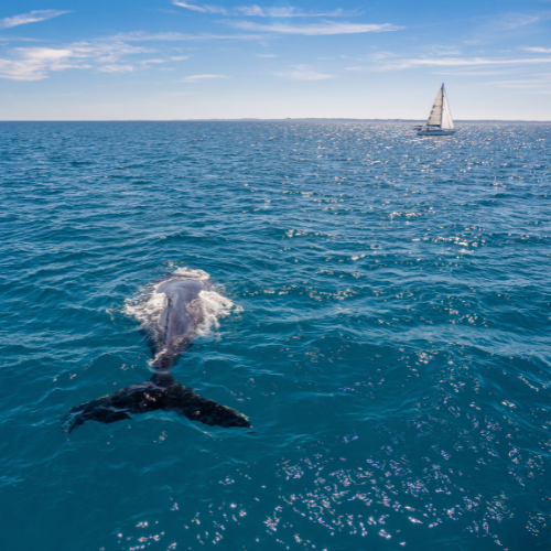 <strong>7. Hervey Bay, Queensland</strong>