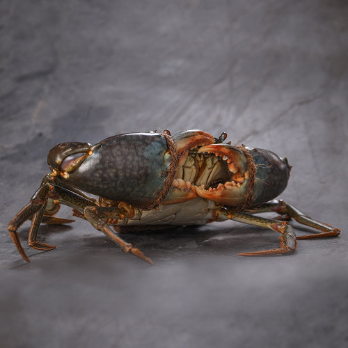 Mud Crab