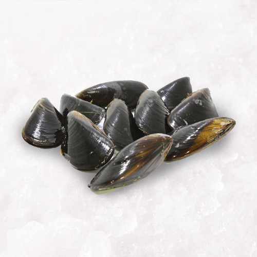 Live Spring Bay Black Mussels