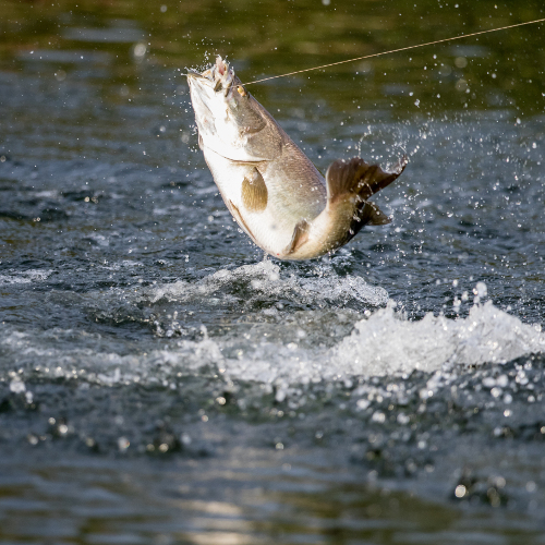 Catch a Famous Barra at Barramundi Adventures