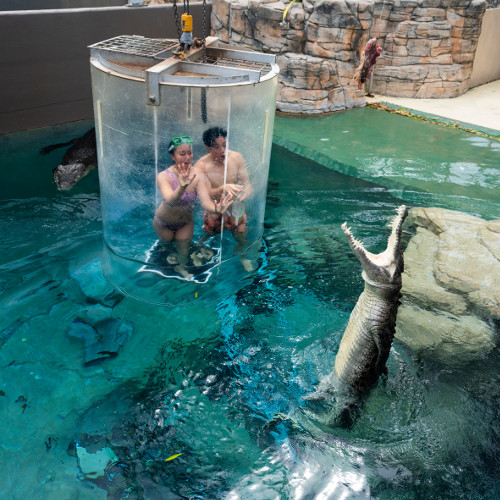 Dive With Crocodiles at Crocosaurus Cove