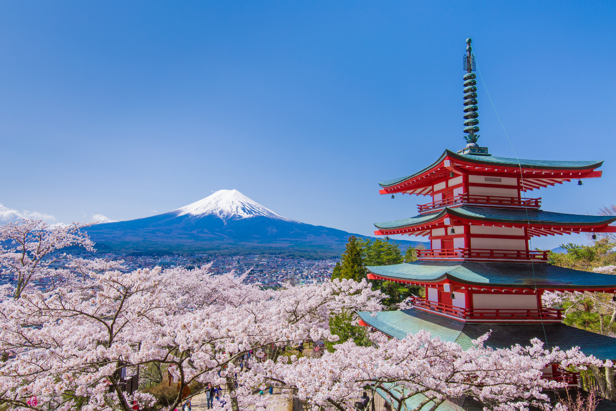 Mt. Fuji with blooming cheery blossom trees. Photography by kuriaki1. Image via Shutterstock