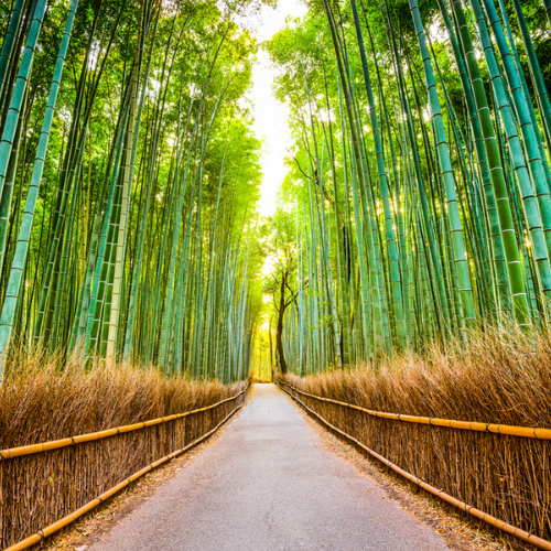 <strong>Arashiyama Bamboo Forest</strong>
