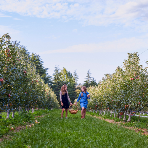 <strong>Shield's Orchard</strong>