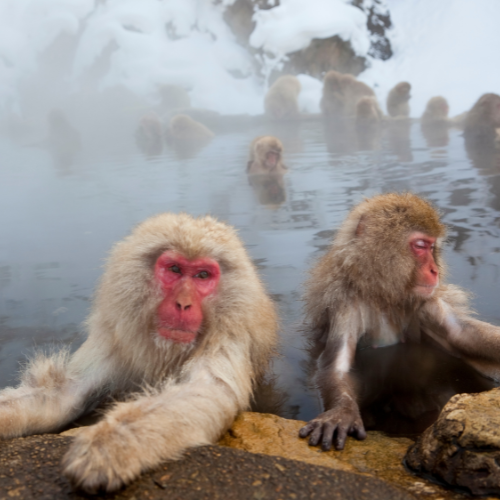 <strong>Jigokudani Monkey Park</strong>