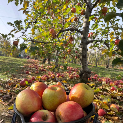 <strong>Bilpin Fruit Bowl</strong>