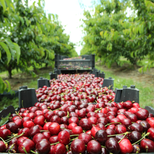 <strong>Montacute Valley Orchards</strong>