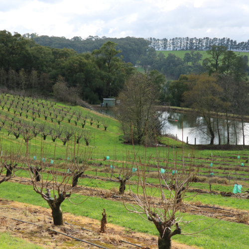 <strong>Cherryhill Orchards</strong>