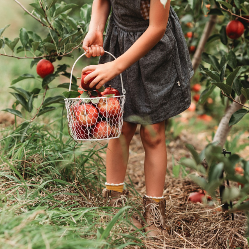 <strong>Harrisville Orchards</strong>