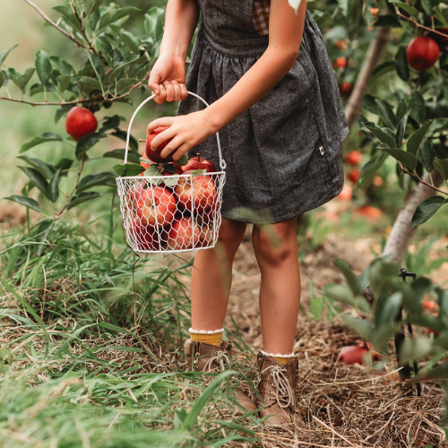 <strong>Harrisville Orchards</strong> 