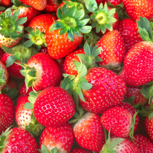 <strong>Pick Your Own Strawberries</strong>