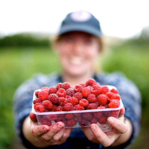 <strong>Westerway Raspberry Farm</strong>