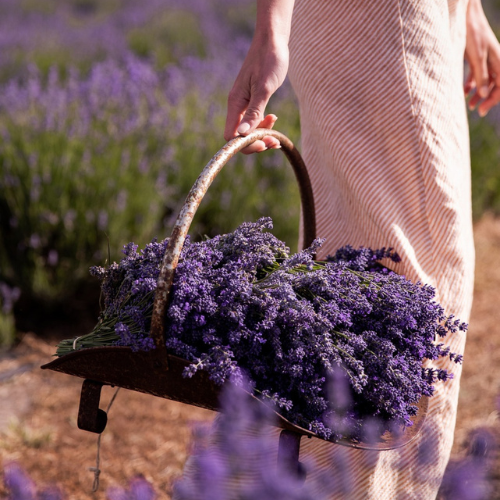 <strong>Emu Bay Lavender Farm</strong>