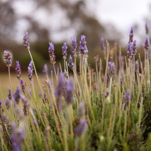 <strong>Lyndoch Lavender Farm</strong>