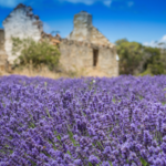 Port Arthur Lavender, Tasmania. Photographed by Port Arthur Lavender. Image via Tourism Tasmania.