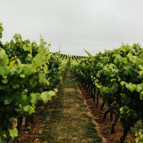 <strong>Drink Wine in Tamar Valley</strong>