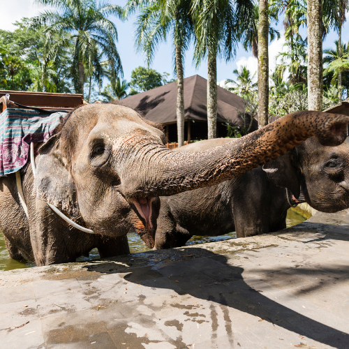 Take an elephant bath at Bali Zoo