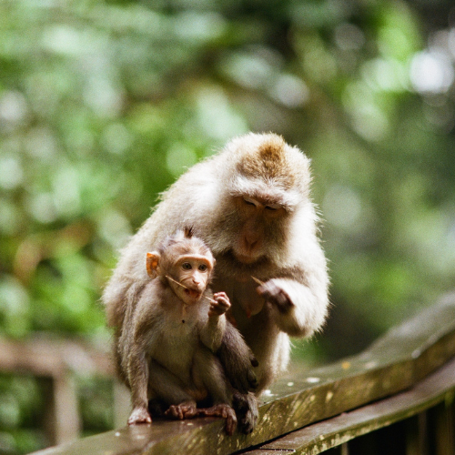 Scratch that primate itch at Sacred Monkey Forest Sanctuary