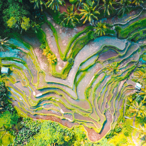 Explore the Tegalalang Rice Terrace