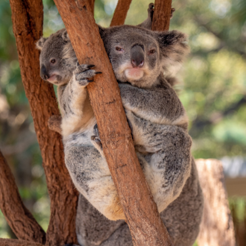 <strong>Cuddle Koalas at Lone Pine Sanctuary</strong>