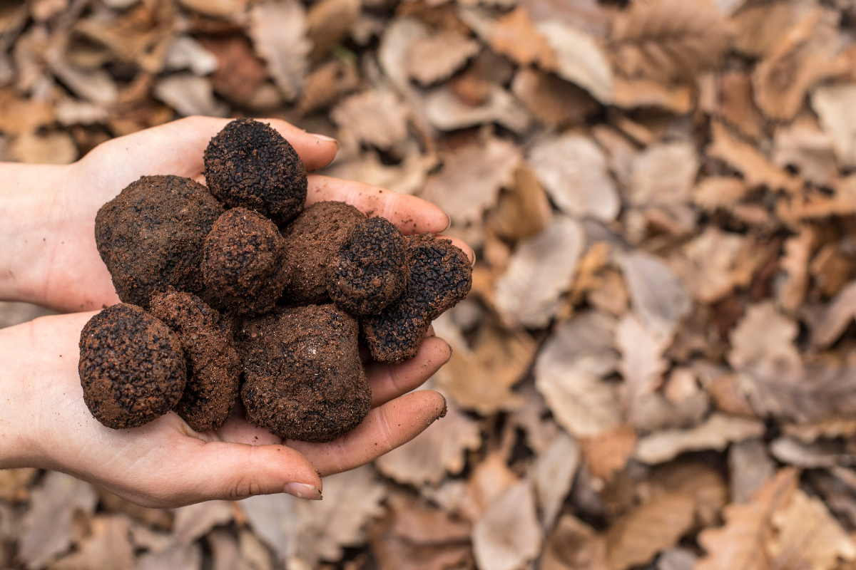 The Best Truffle Hunting Tours and Experiences around Australia. Australian Truffle Traders, Western Australia. Image via Tourism Western Australia.