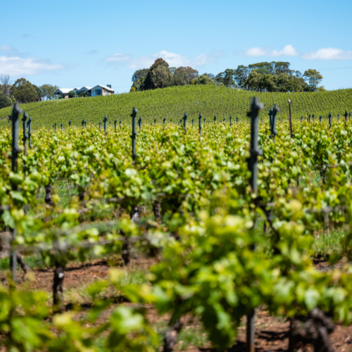 <strong>Bay of Fires Winery</strong>