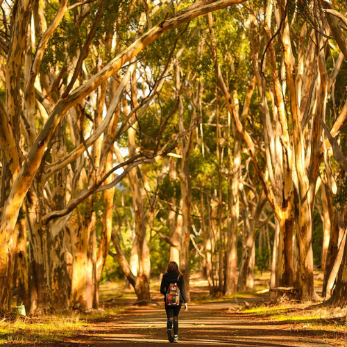 <strong>Belair National Park</strong>