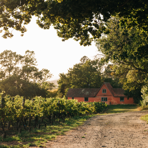 <strong>Holm Oak Vineyards</strong>